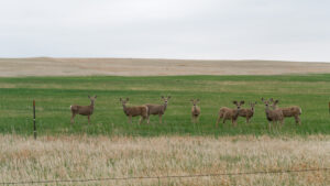 hunting properties for sale